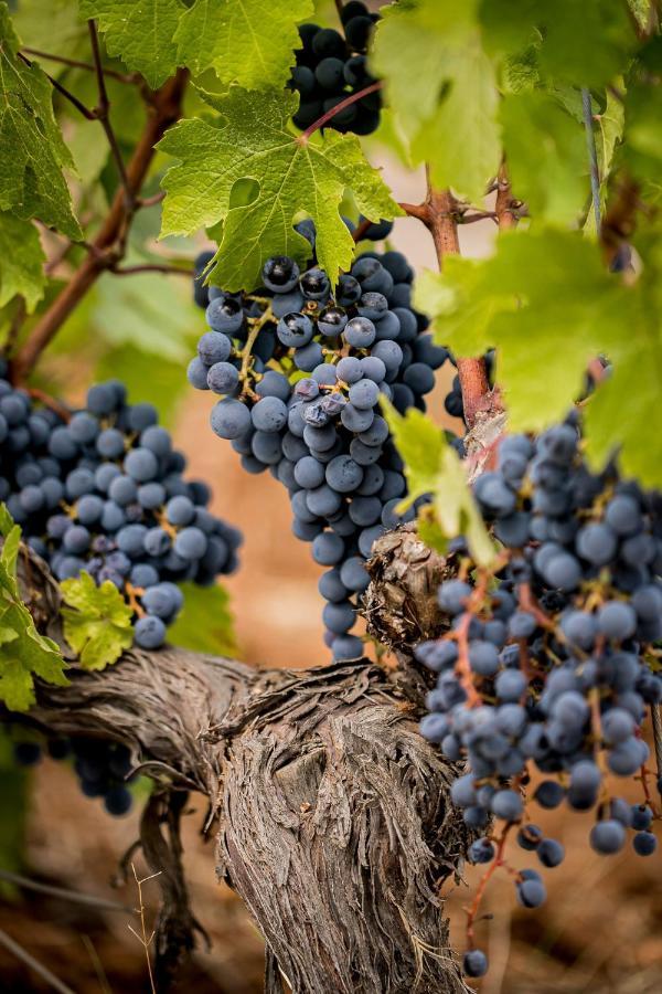 Domaine Rabiega - Vineyard And Boutique Hotel ドラギニャン エクステリア 写真