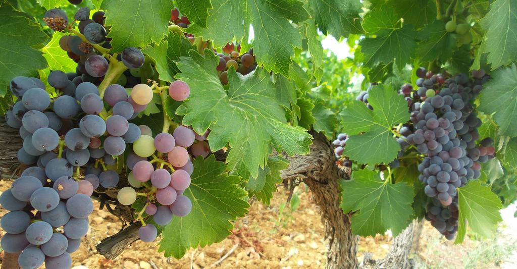 Domaine Rabiega - Vineyard And Boutique Hotel ドラギニャン エクステリア 写真